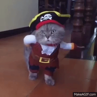corner cat